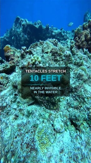 The Box Jellyfish — Most Venomous Creature on Earth