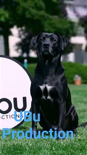 UBu prediction logo 1982-2002 remake