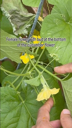 Male and Female Cucumber Flowers – Identification & Pollination Explained**