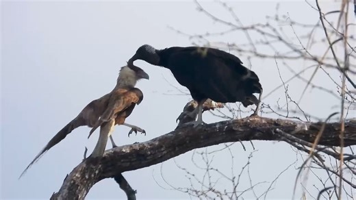Have you ever seen a Crested Caracara visit a Black Vulture for a grooming appointment before? While kayaking in La Joya, Texas, John Gates spotted a juvenile Crested Caracara at the top of a tree inching closer to a single member of a committee of 20 sunning Black Vultures. When the two birds were side by side, the caracara put its head down and the vulture hopped toward it and started grooming the feathers on the visitor’s head. John then stopped shooting photos and started shooting this video