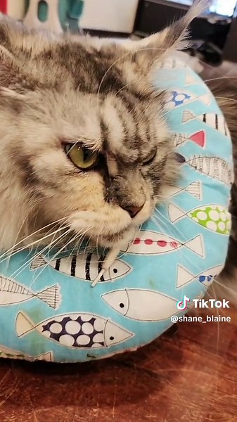 Shane_Blaine (@shane_blaine)’s videos with Ldr sped up - jædee