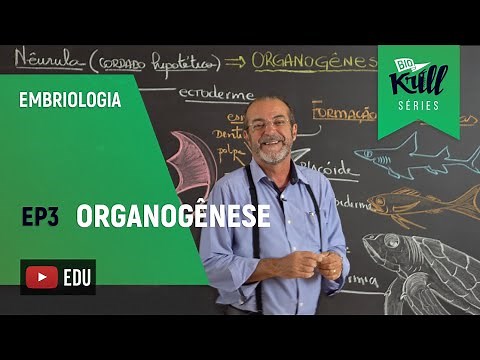 Organogenesis (Embryology - EP 3) | Biokrill Series