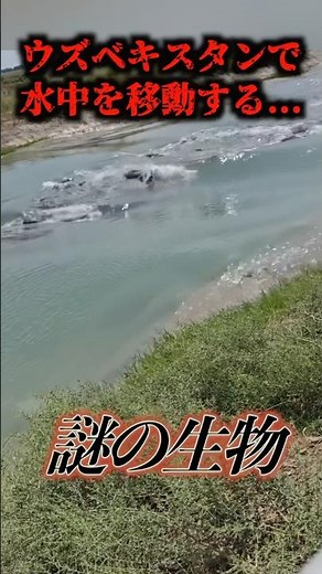 Footage of the Unidentified Creature Idahar... #uma #cryptid #unidentifiedlifeform