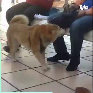 6.1M views · 4.2K reactions | Dogs are actually so weird - that's why we love them  | Tyla | Facebook