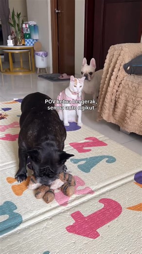 Easter & Bunny! on Instagram: "kaki boleh 3, tapi aku ketuanya 🙌🏻 #fyp #frenchie #anabul #kucing"