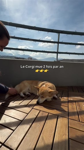 Elle a l’air d’apprécier de se faire brosser par son esclave en tout cas 🙂‍↕️ Quand on commence avec la brosse magique, c’est sans fin, les poils viennent en abondance 🫠