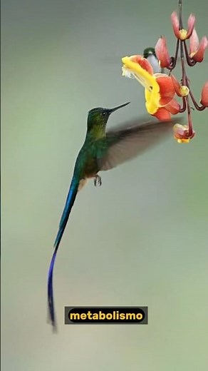 Datos sorprendentes sobre el colibrí