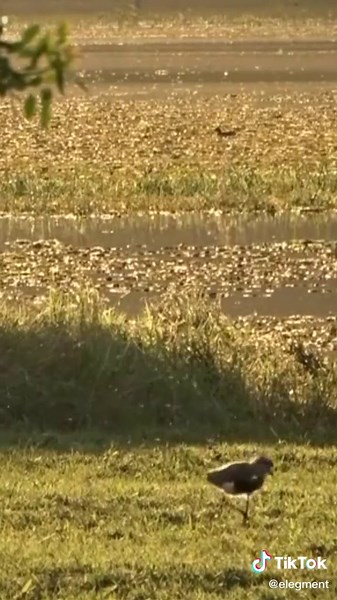 Discover Alamosa, Colorado's Wildlife Refuge