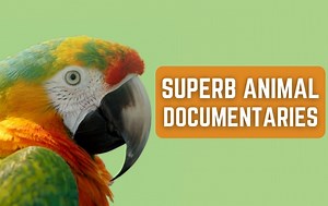 10 Outstanding Animal Documentaries Everyone Should See