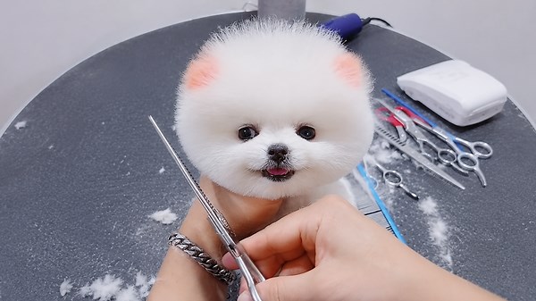 Watch my Pomeranian dog’s reaction while getting groomed for the first time