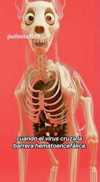 Que le pasa a tu perro cuando tiene moquillo? #shorts #moquillo #perros #mascotas #skeleton