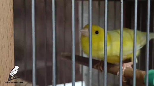 16K views · 792 reactions | waterslager pure beautful tours | Waterslager Pk | Facebook