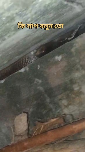 #snake #snakelover | Chandan Clement Singh