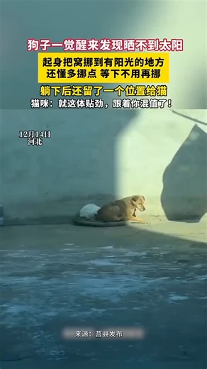 HunanToday on Instagram: "Doggo woke up to find no sun—got up, moved its bed to a sunny spot, and even shifted it a little extra so it wouldn’t need to adjust later! After lying down, it even saved a spot for the cat. Cat: With this level of thoughtfulness? Totally worth sticking with you! 狗子一覺醒來發現曬不到太陽，起身把窩挪到有陽光的地方，還懂多挪點，等下不用再挪，躺下後還留了一個位置給貓。貓咪：就這體貼勁，跟著你混值了！（來源 新桂平）"