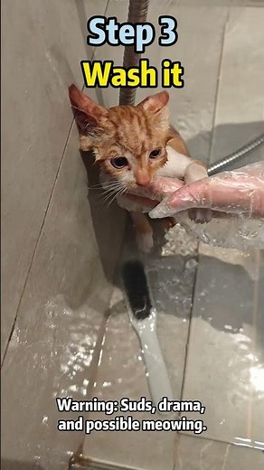 How to Adopt a Stray Cat🚀 The Ultimate Beginner’s Guide #stray #cat #adoptstrays