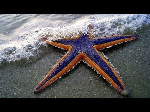 Facts: The Royal Starfish