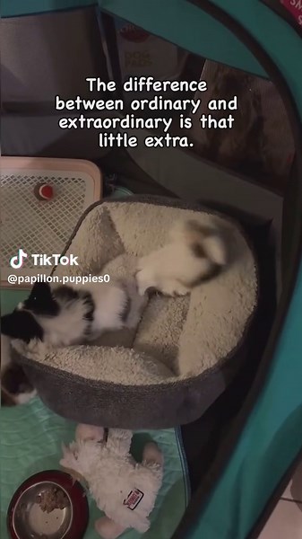 Absolutely! This sums up life with Papillons perfectly. They’ve truly changed my world in ways I never expected. I never thought I’d be this attached to a dog—I wasn’t that kind of person. But these little ones are extraordinary! They connect with you on a human level and listen like the best of friends. They’re truly man’s best friend, and that’s coming from someone who thought she was a big dog person. #papillons