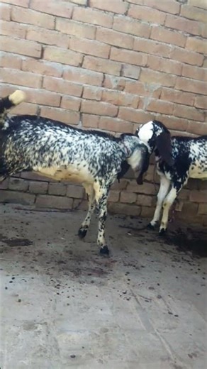 goat children's fighting attitude about it too