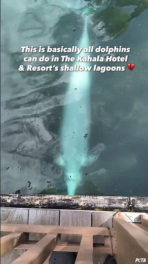 What Life Looks Like for Captive Dolphins 💔