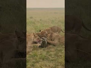 “A Moment of Survival: Lions and a Warthog in Maasai Mara | African Wildlife