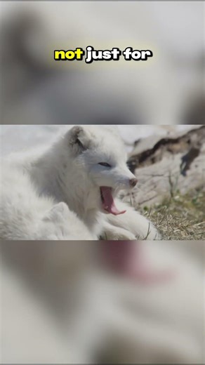Top Ten Species That Endure the Longest Nights: Adaptability in the Longest Winter