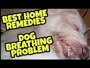 DOG BREATHING PROBLEM home remedies ["Miracles from Heaven", Luckycharm Dog)