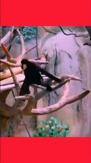 Graceful Gibbon Calls: Sounds of the Jungle #Gibbon#Primates #WildlifeConservation