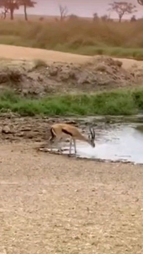 ▶️Weeememes◀️ on Instagram: "Follow for more weee . . . Credit: First clip: maxprepsofficial TikTok Second clip: @animals.hilarious Third clip: @humaidalbuqaish Fourth clip: @llice_gomees DM✉ for Credit or Removal . . . #weee#wee#dog#gazell#lion#seal#cat#best#compilation#againstbullying#lambo#bear"