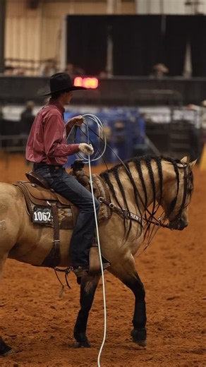 Wheston Jones on Instagram: "𝐿𝑒𝑣𝑒𝑙 2 𝐹𝑖𝑛𝑎𝑙𝑖𝑠𝑡 𝑓𝑜𝑟 𝑯𝑬𝑺𝑨 𝑴𝑶𝑩𝑺𝑷𝑨𝑹𝑲. Thank you to @will.jones219 for doing such a great job catch riding this incredible @hf_mobster STALLION! Proudly owned by @barqlquarterhorses! #WhestonJonesRopeHorses 📸 @audrey_thehartbrand"