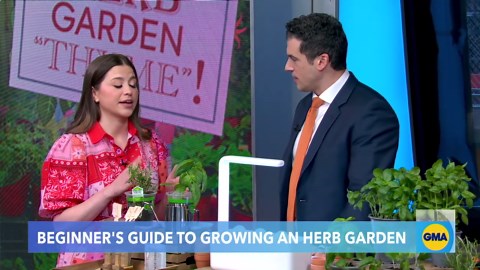 A beginners guide to growing your own herbs at home