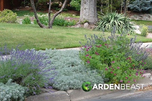 Best Ground Cover Plants: Our Top Picks & Growing Tips!