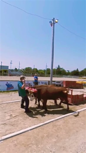 Oxen Working In Tandem 2019