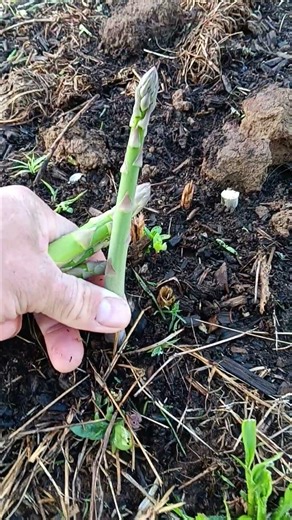 Harvesting More Garden Asparagus!