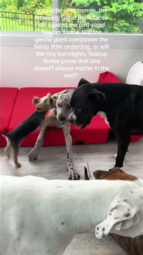Great Dane vs Teacup Yorkie: The Ultimate Size Showdown!