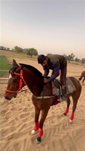 How to ride a horse #horse #video #horsegirl #horses #horseriding #horseracing #ride #rider #funny