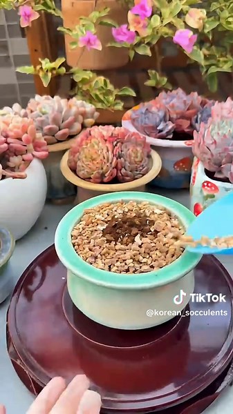 Repotting Succulents: Easy Steps for SuccessHow to Repot Succulents: Step-by-Step for Beginners