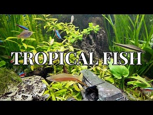 Relaxing Tropical Fish Aquarium: Peaceful Fish Tank for Stress Relief, Sleep & Meditation