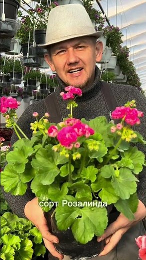 Пеларгонии они же герани #цветы #петуниянск #пеларгония #герань