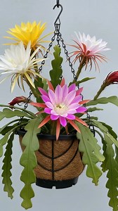 19K reactions · 1.5K shares | This spectacular bloom is a multi-colored Epiphyllum, commonly known as the orchid cactus. #fblifestyle #orchids #flowers #garden | Ammy Lia | Facebook