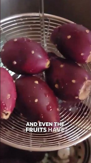 Harvesting and processing prickly pear cactus for juice or a sweet treat!