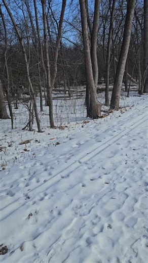 Curious Deer in the Woods