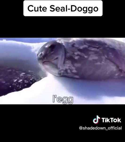 Cute Sea Doggo - #doggo #seapup #seadoggo #seadog #cute #cuteseal #seal#lol #trtnottolaugh #trynottolaughchallenge #funny #laugh #tntl