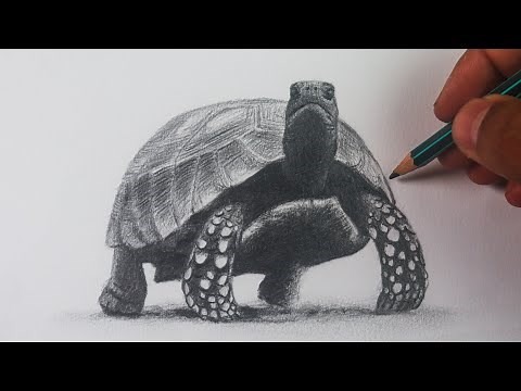 How to draw a realistic turtle \\ narrated