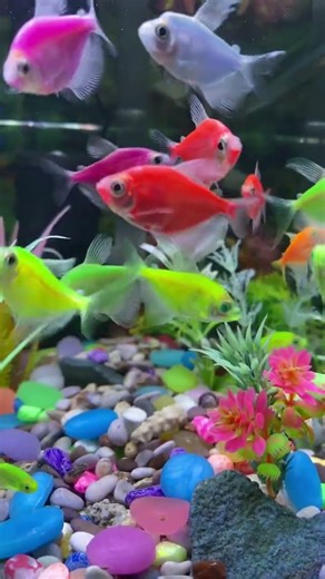 fish videos #akuarium #fish #glowfish #aquarium #aquascapegallery #aquariumfish