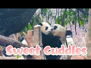 A Big And Sweet Cuddle From Panda Mom | iPanda