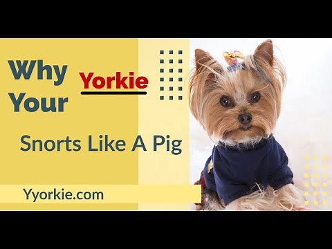 This Is Why Your Yorkie Snorts Like A Pig | Causes & Treatment