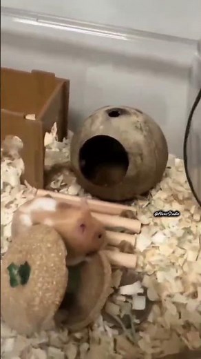 5 Funny Hamster Fails That Will Make Your Day 😂🐹