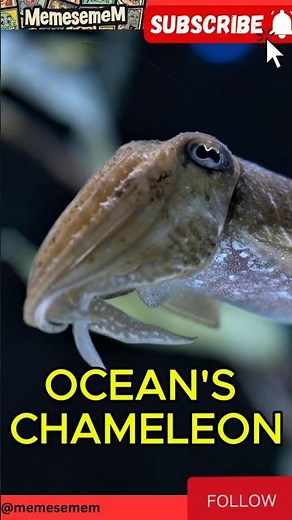 Cuttlefish: Masters of Hypnosis #youtubeshorts #funfacts