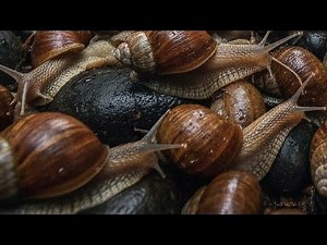 Shell Secrets: How Snails Survive & Thrive in the Wild