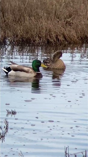 Animal Life - Stop and Listen to a Quacking Duck!